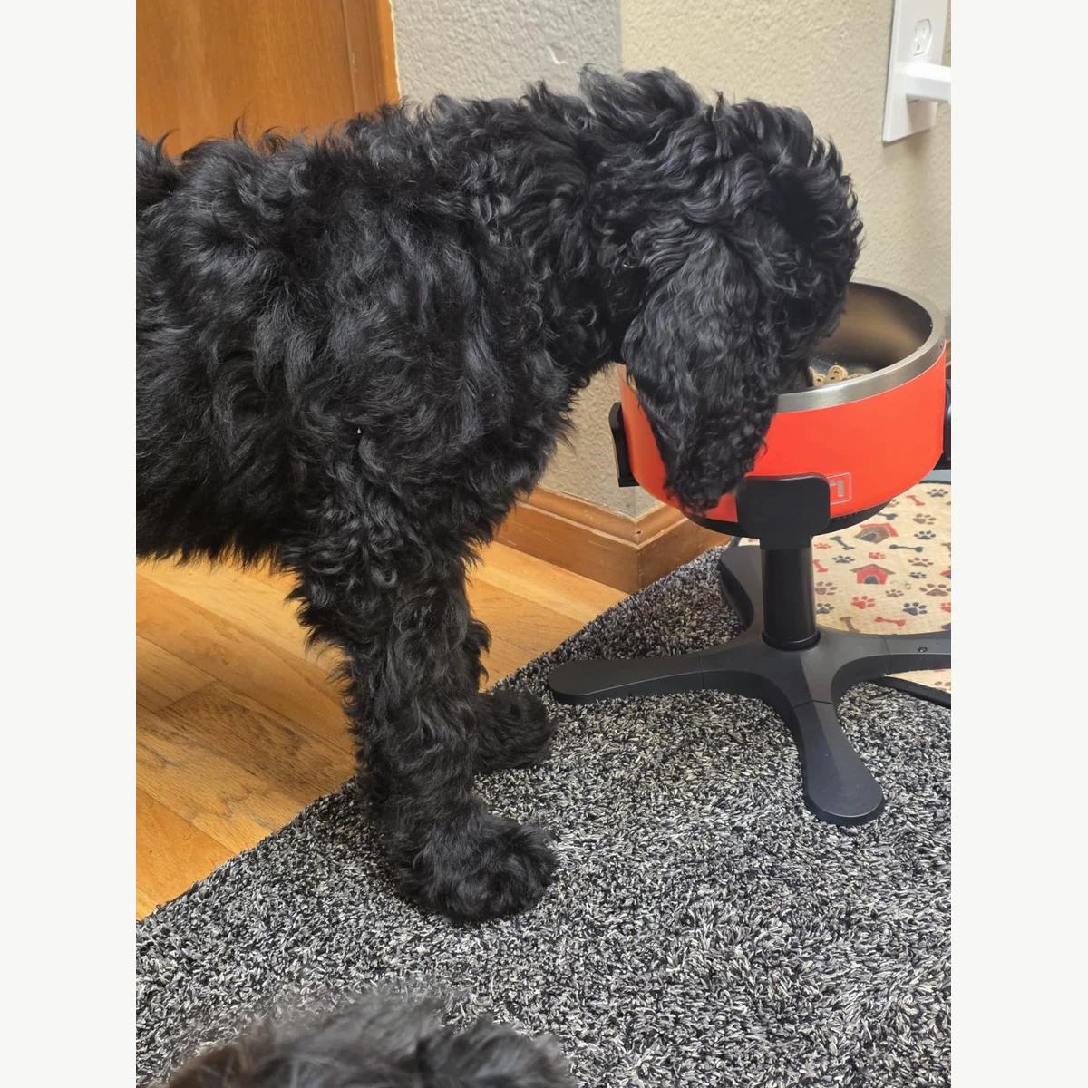Perfekt für große Hunde